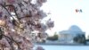 La llegada de la primavera en la capital estadounidense, Washington DC, es uno de los eventos más esperados.