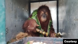 Orangutan Sumatra menjalani rehabilitasi di Sekolah Hutan Jantho Aceh. (Courtesy: BBKSDA Sumut)