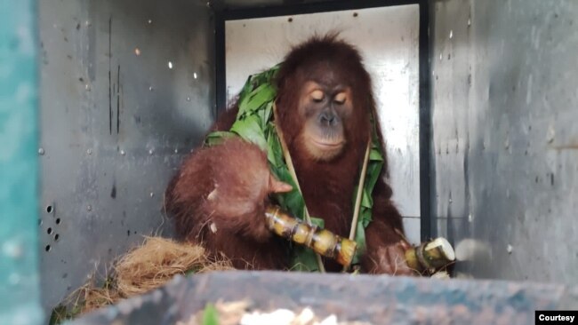Orangutan Sumatra menjalani rehabilitasi di Sekolah Hutan Jantho Aceh. (Courtesy: BBKSDA Sumut)