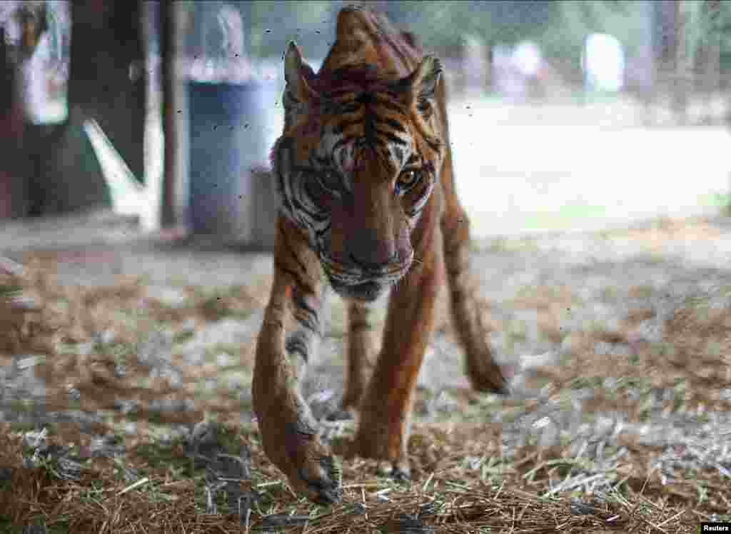 Tiger Miguel, 25, walks at the Lujan Zoo from where felines, including tigers and lions, will be transferred to a wildlife sanctuary in India, in Lujan, on the outskirts of Buenos Aires, Argentina April 8, 2024. 