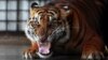 FILE - Seekor harimau Sumatera mengaum di kompleks Pusat Penyelamatan Harimau Sumatera, di dalam Konservasi Alam Satwa Liar Tambling (TWNC), dekat Bandar Lampung, ujung selatan Pulau Sumatera, 25 Februari 2013. (REUTERS/Beawiharta)