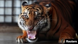 FILE - Seekor harimau Sumatera mengaum di kompleks Pusat Penyelamatan Harimau Sumatera, di dalam Konservasi Alam Satwa Liar Tambling (TWNC), dekat Bandar Lampung, ujung selatan Pulau Sumatera, 25 Februari 2013. (REUTERS/Beawiharta)