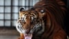 Foto ilustrasi yang menunjukkan seekor harimau Sumatra berada di pusat penyelamatan di Balai Konservasi Tambling di dekat Bandar Lampung, pada 25 Februari 2013. (Foto: Reuters/Beawiharta)