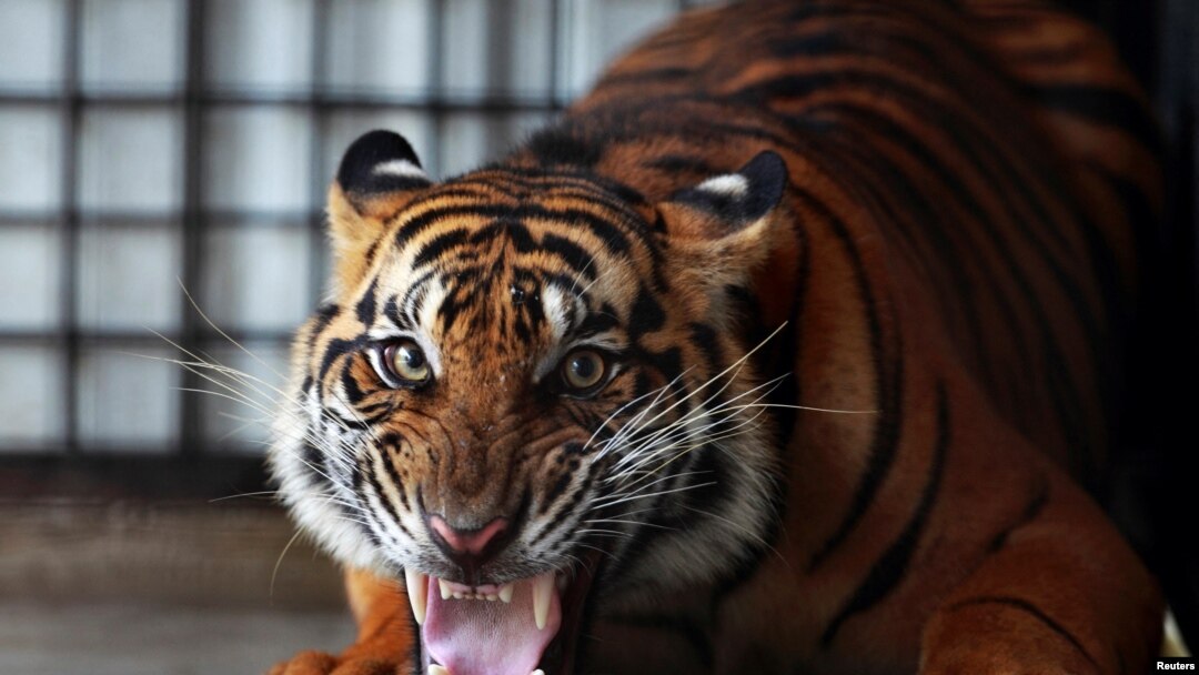 Foto ilustrasi yang menunjukkan seekor harimau Sumatra berada di pusat penyelamatan di Balai Konservasi Tambling di dekat Bandar Lampung, pada 25 Februari 2013. (Foto: Reuters/Beawiharta)