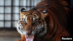 Foto ilustrasi yang menunjukkan seekor harimau Sumatra berada di pusat penyelamatan di Balai Konservasi Tambling di dekat Bandar Lampung, pada 25 Februari 2013. (Foto: Reuters/Beawiharta)