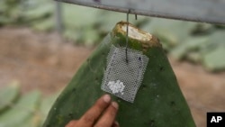 FILE - Mayeli Garcia hangs from a rack, a pouch filled with tiny female insects attached to a cactus pad where their parasitic offspring will feed on the pads until maturity, in San Francisco Tepeyacac, Aug. 24, 2023.