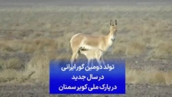 تولد دومین گور ایرانی در سال جدید در پارک ملی کویر سمنان
