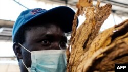 FILE - Steady Zvavamwe, 38, a tobacco farmer, inspects some of the golden leaf during the official opening of the tobacco selling season in Harare on April 7, 2021.