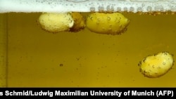 This photo released on June 13, 2023, by the Ludwig Maximilian University of Munich, shows a phenomenon scientists are studying: Roasted peanuts in a glass of lager beer. (Photo by Markus Schmid / Ludwig Maximilian University of Munich / AFP) 