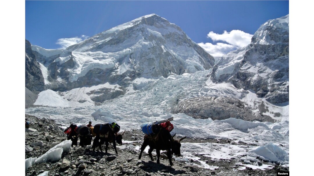 Yak yang membawa peralatan pendakian kembali ke base camp setelah ekspedisi Gunung Everest dibatalkan di Kabupaten Solukhumbu 27 April 2014. (Foto: Reuters)