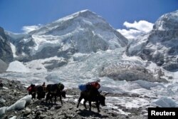 Yak yang membawa peralatan pendakian kembali ke base camp setelah ekspedisi Gunung Everest dibatalkan di Kabupaten Solukhumbu 27 April 2014. (Foto: Reuters)