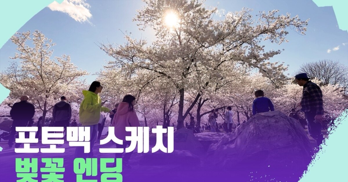 [포토맥 스케치] 벚꽃 엔딩 [포토맥 스케치] 벚꽃 엔딩