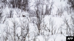 FILE - A soldier from the Jaeger Battalion GSV of the Norwegian Armed Forces that monitors the 196-kilometer-long border between Norway and Russia, is barely seen in the snow during the NATO Nordic Response 24 military exercise, March 9, 2024.