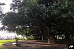 FILE - People look at the historic Lahaina banyan tree on Nov. 19, 2016, in Lahaina, Maui, Hawaii. For generations, the banyan tree served as a gathering place along Lahaina's waterfront, its leafy branches unfurling majestically to provide shade.