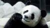 FILE - Lin Hui, Panda betina pinjaman 10 tahun dari China, terlihat sedang makan bambu di Kebun Binatang Chiang Mai, provinsi Chiang Mai, Thailand utara, 23 September 2005. (AP/Apicart Weerawong, File)