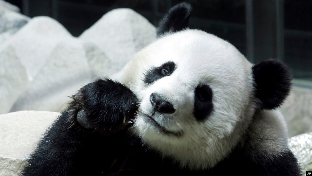 FILE - Lin Hui, Panda betina pinjaman 10 tahun dari China, terlihat sedang makan bambu di Kebun Binatang Chiang Mai, provinsi Chiang Mai, Thailand utara, 23 September 2005. (AP/Apicart Weerawong, File)