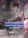 Tradisi Balap Kerbau, Awali Musim Tanam di Thailand