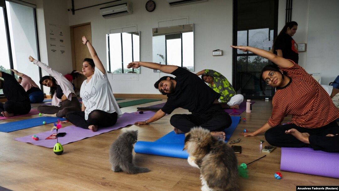 Peserta melakukan yoga saat anak kucing bermain di sekitar mereka di sebuah studio di New Delhi, India, 6 Agustus 2023. (Foto: REUTERS/Anushree Fadnavis)