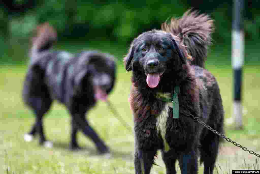 Exhibition of Macedonian shepherds dog Karaman (Изложба на македонско автохтоно овчарско куче караман)