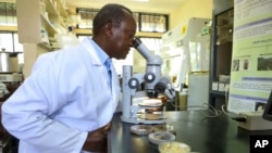 Plant pathologist Sila Nzioki looks at dried climate-smart beans using a microscope at a plant pathology laboratory at the Kenya Agricultural and Livestock Research Organization (KALRO) Katumani Research Centre, in Machakos, Kenya,, March 18, 2024.
