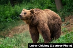 Kamchatka Brown bear (Ursus arctos beringianus)