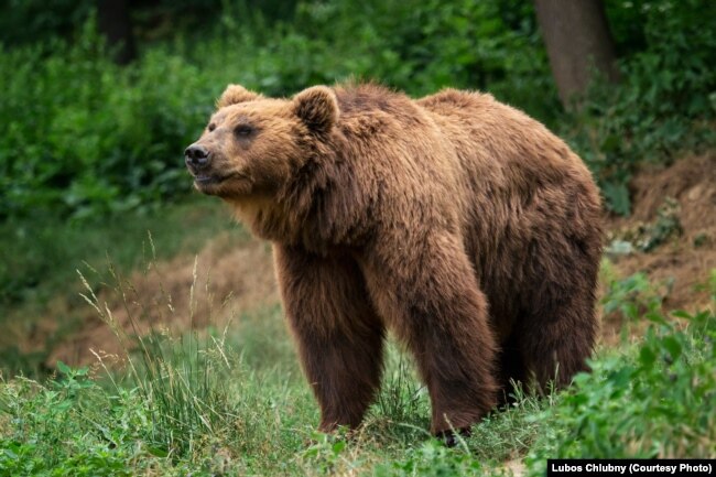 Kamchatka Brown bear (Ursus arctos beringianus)