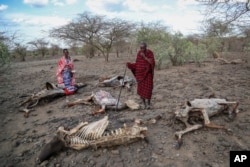 FILE - Livestock owners, who lost a combined 140 cows due to drought, walk past animal carcasses at Ilangeruani village, near Lake Magadi, in Kenya, Nov. 9, 2022.