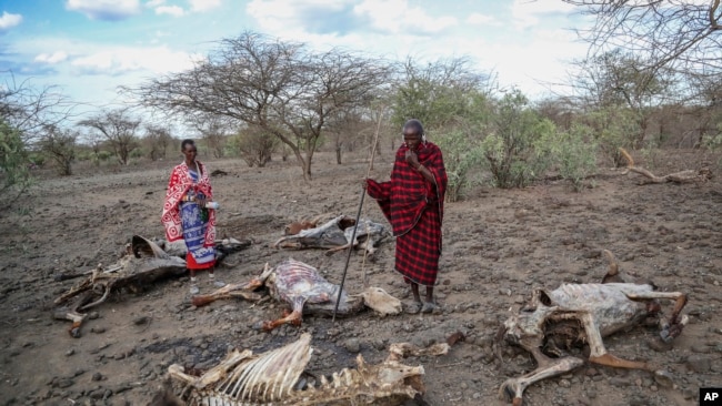 FILE - Saito Ene Ruka, right, who said he has lost 100 cows due to drought, and his neighbor Kesoi Ole Tingoe, left, who said she lost 40 cows, walk past animal carcasses at Ilangeruani village, near Lake Magadi, in Kenya, Nov. 9, 2022.