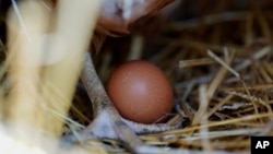 FILE - A hen stands next to an egg, Jan. 10, 2023, at a farm in Glenview, Ill.