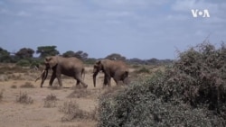 Како да се заштитат слоновите во Кенија?
