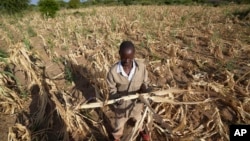 FILE - James Tshuma, a farmer in Mangwe district in southwestern Zimbabwe, stands in the middle of his dried-up crop field amid a drought, in Zimbabwe, March, 22, 2024. 