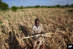 James Tshuma, seorang petani di distrik Mangwe di Zimbabwe barat daya, berdiri di tengah ladang tanamannya yang mengering di tengah El Nino, di Zimbabwe, 22 Maret 2024. (Foto: AP)