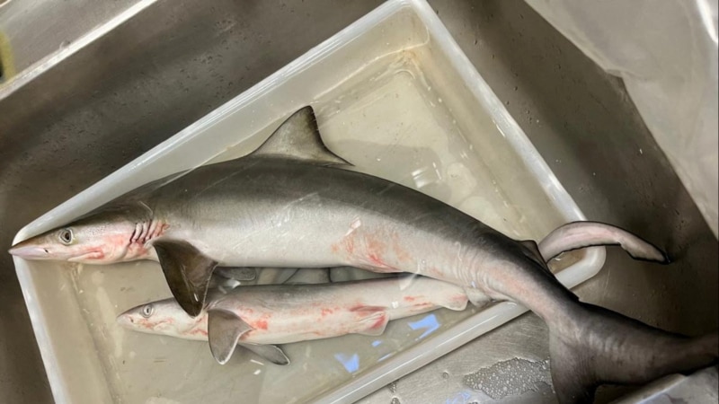 Hiu di Pesisir Rio De Janeiro Dinyatakan Positif Mengonsumsi Kokain 