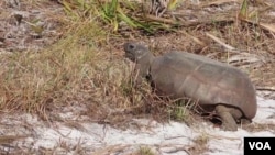 Gopher tortoise