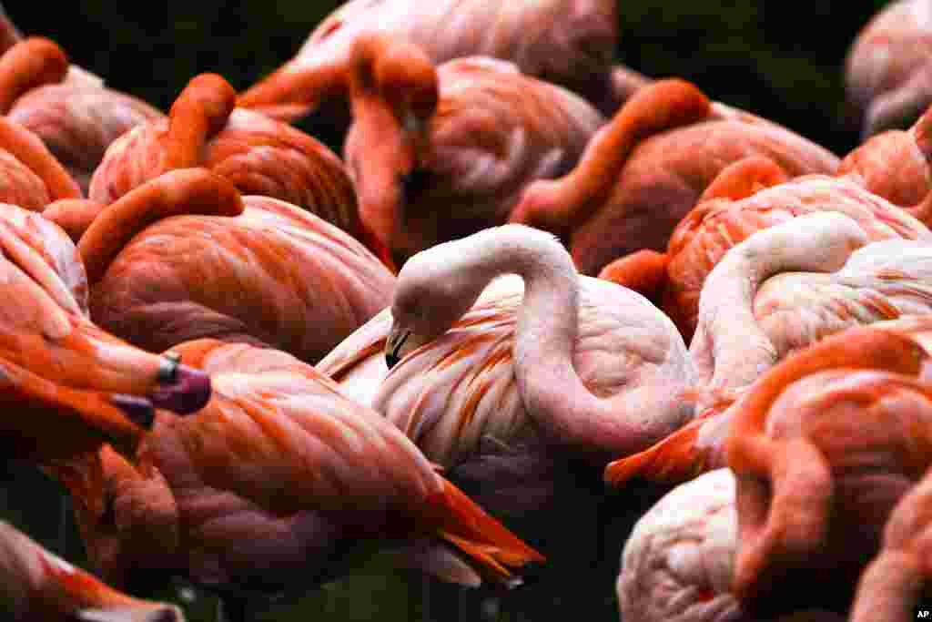 Kawanan burung flamingo beristirahat di kandangnya di kebun binatang Tierpark di Berlin, Jerman. (AP)&nbsp;