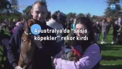 Avustralya’da "sosis köpekler" rekor kırdı