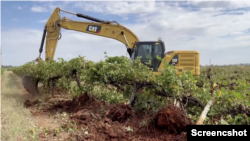 澳大利亚葡萄园主在铲除葡萄藤。（路透视频截图）