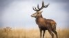 Seekor rusa jantan dengan tanduk yang bercabang 12 terlihat di Richmond Park, sebelah barat London, Inggris. (AFP)&nbsp;