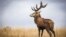Seekor rusa jantan dengan tanduk yang bercabang 12 terlihat di Richmond Park, sebelah barat London, Inggris. (AFP)&nbsp;