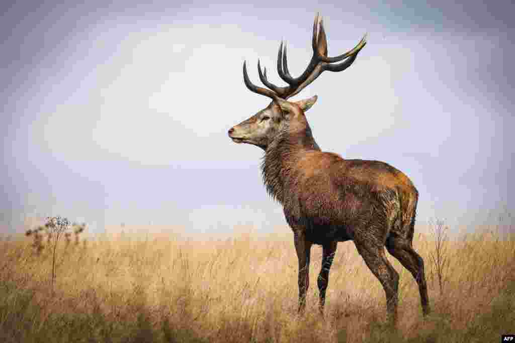 A 12-point stag is seen in Richmond Park, west of London.