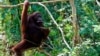 Malaysia Umumkan Program Adopsi Orangutan bagi Importir Minyak Sawit