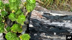 Succulent plants sprout through a charred log outside Chris Cole's home, July 18, 2024, in Kula, Hawaii.