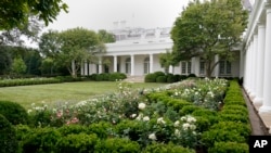 白宮修整過的玫瑰園。(2020年8月22日）
