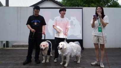 Dog Weddings on the Rise in China