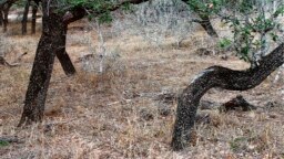FILE — A March 2, 2021, photo released by the Brooks County, Texas, Sheriff's Office shows skeletal remains of migrants who crossed the nearby U.S.-Mexico border. The U.S.-Mexico border is the world's deadliest land migration route, according to the U.N.'s migration agency. 