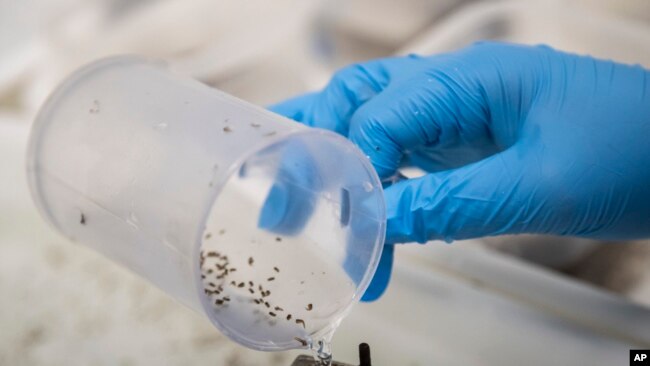La región de las Américas enfrenta un año sin precedentes de casos de dengue, con la OPS liderando esfuerzos coordinados para reducir el impacto de la enfermedad y proteger la salud pública.