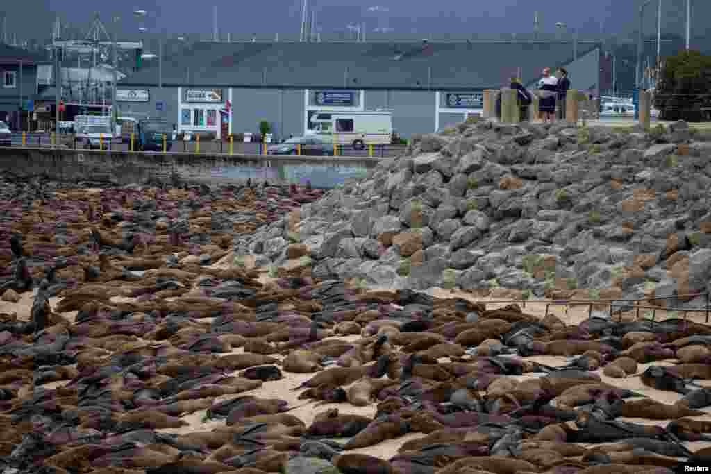 Sea lions congregate at San Carlos Beach while local authorities decided to temporarily close the beach due to the large crowd of these marine mammals in Monterey, California.