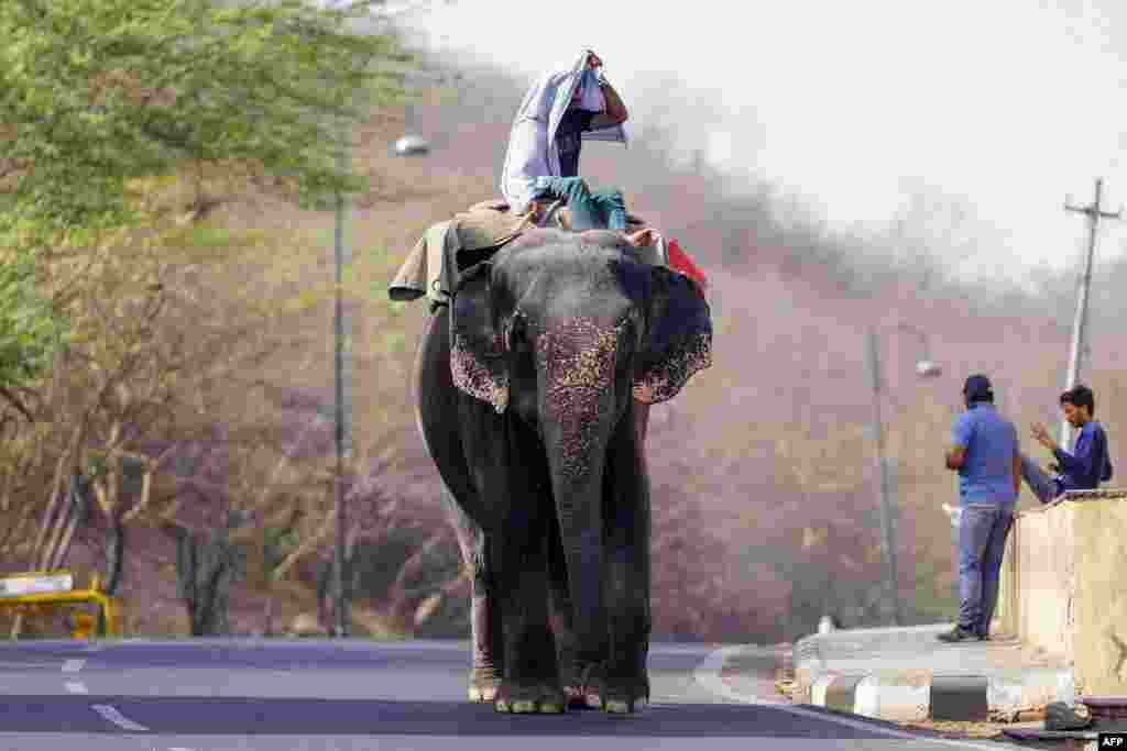 A mahout rides his elephant along a street on a hot summer day in Jaipur, India.