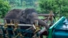 بھارت: چاول کے کھیتوں کا دشمن ہاتھی 'اریکومبن' کیسے پکڑا گیا؟