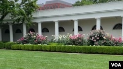 A view of roses in the Rose Garden at the White House in Washington, May 10, 2024.
